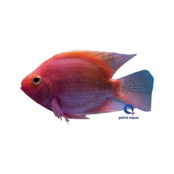 Hybrid king kong Parrot 8cm